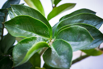 Green leaf, beautiful nature