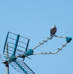 white dove resting on an antenna 
