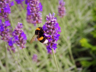 Yellow black striped bee collects nectar from purple lavender flowers in Hungarian rural area