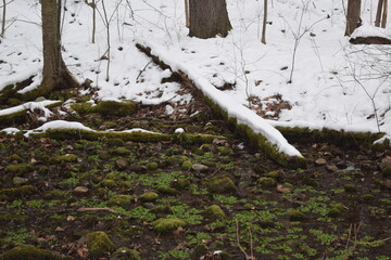 Bright green leafy growth in a small stream of western Pa. during the winter