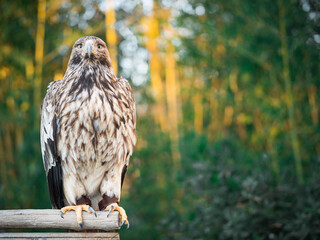 Portrait of a eagle on a background of green forest