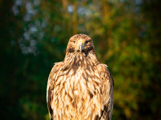 Portrait of a eagle on a background of green forest