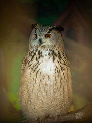 Portrait of a owl in zoo