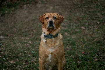 Labrador dog