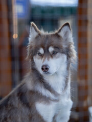 Siberian husky dog portrait in zoo