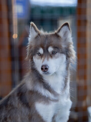 Siberian husky dog portrait in zoo