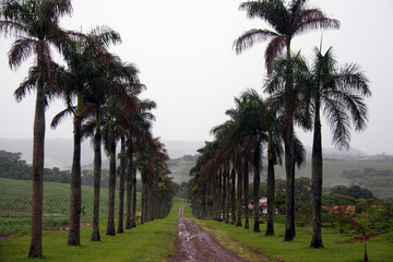Fototapeta premium palm trees in the park