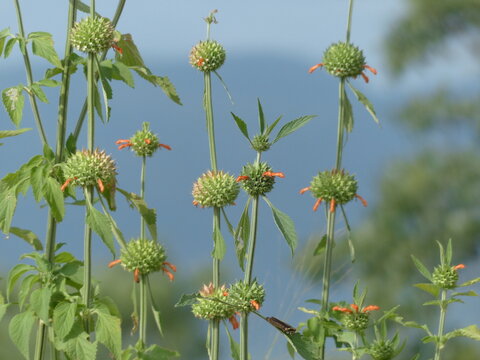 Wild Lion's tail in a South African meadow