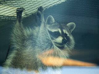 Portrait of a raccoon in zoo
