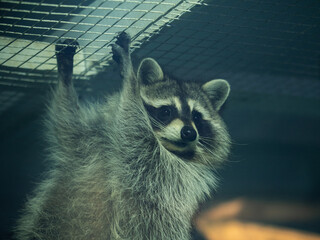 Portrait of a raccoon in zoo © DIGITALSHAPE