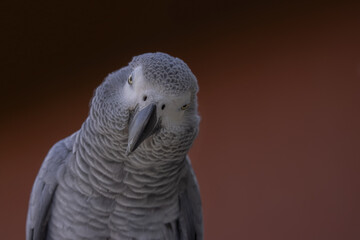 Portrait of a parrot on a dark red background. African Grey Parrot (Psittacus erithacus).