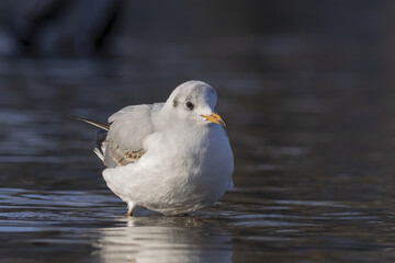 Standing  black-headed gullin the water. (Chroicocephalus ridibundus)