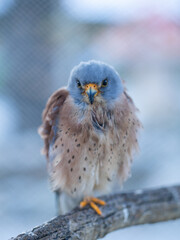 Portrait of a bird in zoo