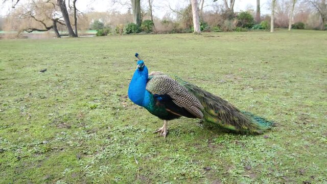 Beautiful blue feathered peacock on green winter grass, big wild bird walking proudly in the park natural background image, wild creature with eye-spotted feathers