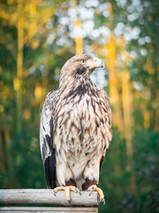 Portrait of a eagle on a background of green forest