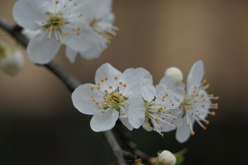 White apple flowers