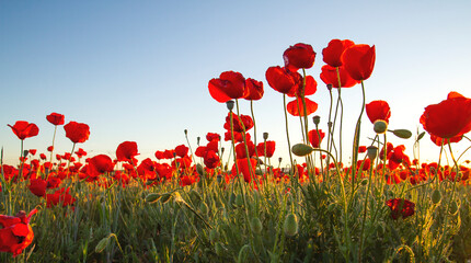 Red poppy flowers