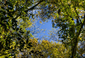 leaves in the forest