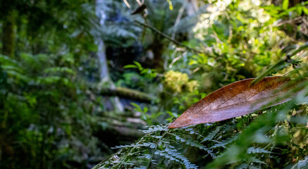 wild leaf in the forest