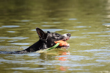 border collie dog is swimming in the water. She is really good swimmer. She is waiting for her toy.