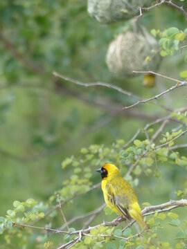 Southern Masked-Weaver before his nest in South Africa