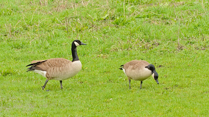 Couple of Canada geese foraging for food in the grass of a meadow in the marsh of Bourgoyen nature reserve, Ghent, Flanders, Belgium - Branta canadensis 