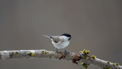 Sumpfmeise, bird, natur, tier, wild lebende tiere, bachstelze, wild, weiß, baum, gering