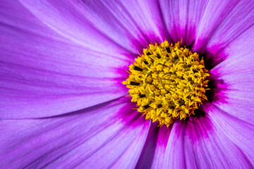 Obraz premium Macro Purple Flower from the Garden