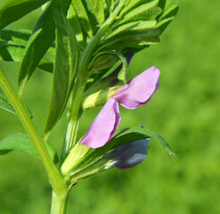 Vetch (Vicia sativa) grows in the field
