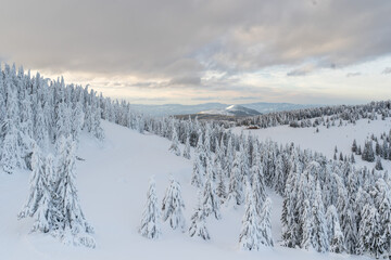Fototapeta na wymiar Mountain winter snow landscape. Wonderful view on the mountain. Fir trees under the snow. High quality photo
