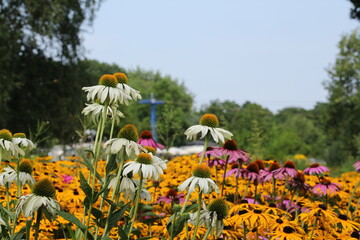 Blumenpracht an einem Sommertag im Westfalenpark in Dortmund