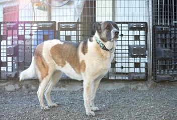 dog in an animal shelter