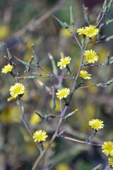 It grows in nature Lactuca serriola