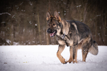 German Shepherd Dog is running in snow. he is so happy outside. Dogs in snow is nice view