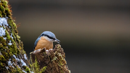 Kleiber, bird, natur, wild lebende tiere, tier, wild, kleiber, baum, ast, blau,