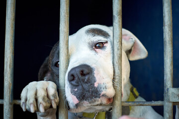 Pit bull in a cage