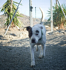 Pit bull in a shelter