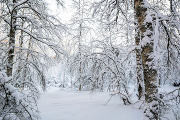 Fototapeta na wymiar Beautiful view of the winter forest, Meiko recreation area, Kirkkonummi, Finland