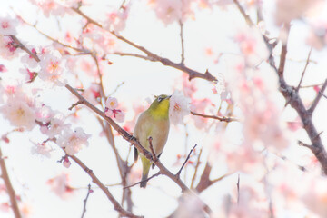 Japanese white-eye on plum blossom tree