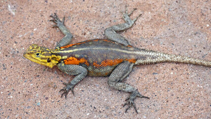 Yellow headed Rock agame on ground

