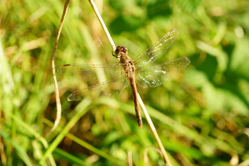 Macro photography of brown dragonfly (sympetrum) resting on grass with green meadow background