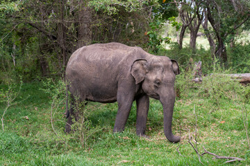 Junger Elefant in einem Nationalpark in Sri Lanka