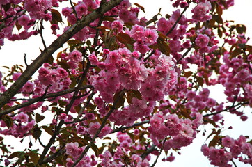 Delicate pink flowers of a glandular cherry (prunus glandulosa), shrub, belongs to the Rosaceae...