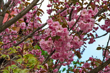Delicate pink flowers of a glandular cherry (prunus glandulosa), shrub, belongs to the Rosaceae...