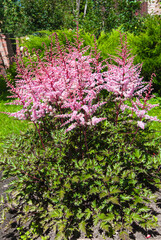 Obraz premium Astilbe japonica (Latin: Astilbe japonica)