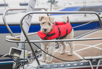 rescue dog in a vest on the bow of the ship in Denmark