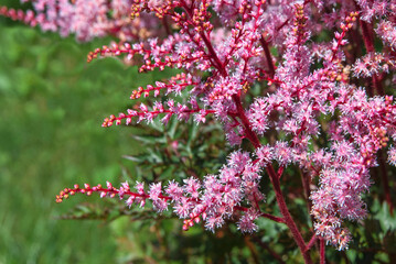 Astilbe japonica (Latin: Astilbe japonica). Fragment