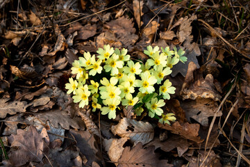 Primeln, Primula vulgaris