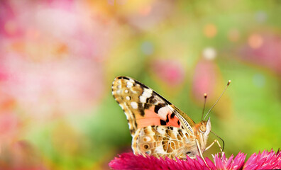 Beautiful butterfly on a flower