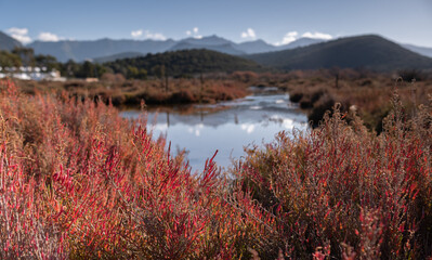 Halophyte vegetation, Salicornia europea, in the marshes of Saint-Florent, Corsica